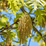 a string of oak pollen with yellow dust